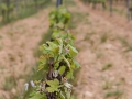 vigne2015-5.jpg