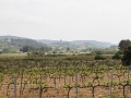 vigne2015-6.jpg