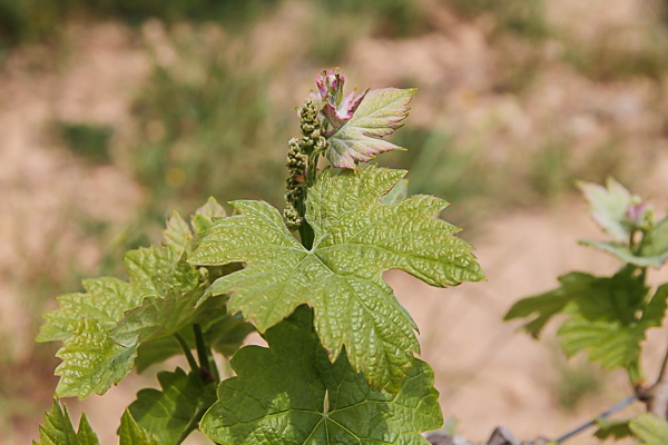 vigne2015-3.jpg