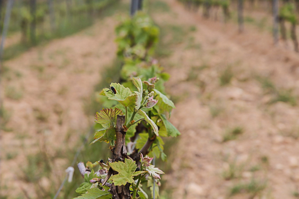 vigne2015-5.jpg