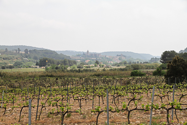 vigne2015-6.jpg